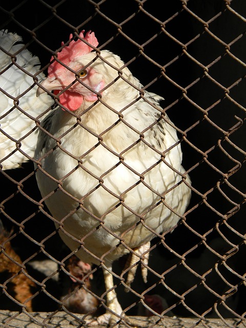 这场世预赛 这场世预赛