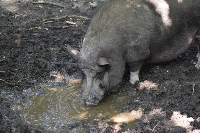 随着中国政 随着中国政